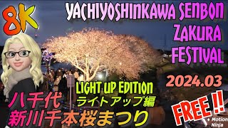 【8K】Light up edition：Yachiyoshinkawa Senbonzakura Festival / ライトアップ 編：八千代新川千本桜まつり