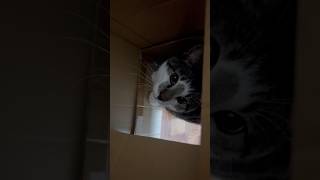 通るたびに襲ってくる箱の中の可愛い獣🦖 |ブン太　 #猫のいる暮らし #猫 #猫動画 #鍵しっぽ #cat #cats