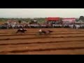 best ever bullock cart race of maharashtra