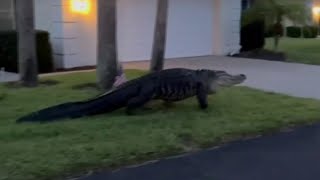 Giant gator strolls through Florida neighborhood