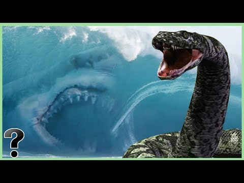 What If A Megalodon Shark Fought A Titanoboa Snake Family Survival What If A Megalodon Shark Fought A Titanoboa Snake Family Survival