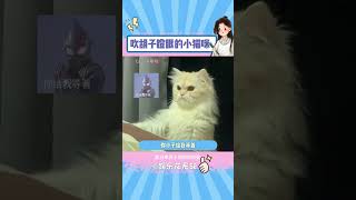 猫猫：“老子下次一定不留活口” #谁能拒绝傻憨憨的小猫咪 #猫咪 #生气#shorts