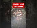 Mantap, Ikan Nila Bakar Sambal Honje #reels #viral #shortvideo #fypシ #food #review #reel #shorts #fy