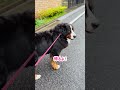 雨の日の攻防戦！帰りたがらないバーニーズと飼い主の会話