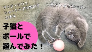 【天才】子猫にボールをあげたら【ブリティッシュショートヘア】