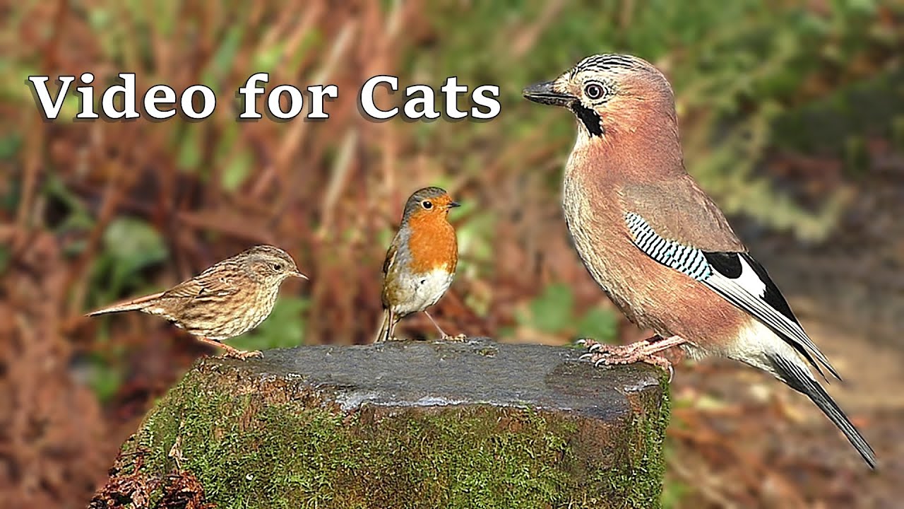 Videos For Cats : Birds Tweeting In The Forest - 9 Hours - YouTube