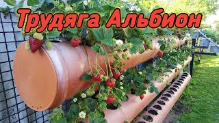 Сорт Альбион. 🍓ТРУДЯГА🍓. Никогда не подведёт! Belklubnika.by