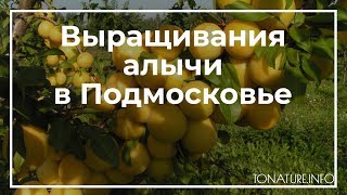 Выращивания алычи в Подмосковье | toNature.Info