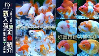 【伊藤養魚場入荷情報2022年vol.40】2022年11月22日 弥富金魚市場と深見養魚場さんより入荷しました!!