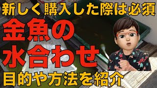 【重要】金魚の水合わせ、目的や方法について紹介します（新しく購入した際は必須です）