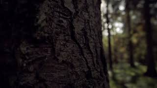 Download Mp3 Sinematik Pohon Alam Hutan [Video Tanpa Hak Cipta]