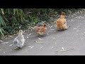 園内放し飼いの烏骨鶏　 silky fowl 2019 1204