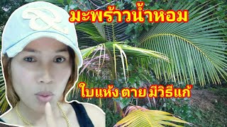 มะพร้าวใบไหม้ ใบแห้ง มีวิธีแก้ !!! |แพรวา พาทำ|