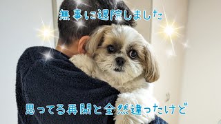 ❝シーズー❞パパ退院の日【Dad's discharge day】