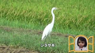 30秒の心象風景25769・畦道で～シラサギ～