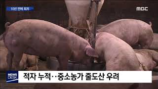 연중 최대 성수기에도 ..산지 돼지가격 폭락,소비시장은 그대로[목포MBC뉴스데스크]