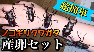 簡単なノコギリクワガタ産卵セットの組み方【１分半で分かる】