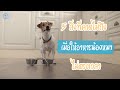 5 สิ่งที่คาดไม่ถึง เมื่อให้อาหารน้องหมาไม่ตรงเวลา  | SudPad-Dog