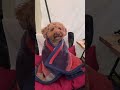 おくるみ犬🐶🐾寒いキャンプの日は🏕こうして包んでいます💕