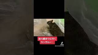 自ら捕まりに行くカンガルー🦘