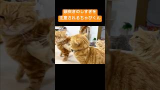 頭突きのしすぎを茶々パパに注意されるちゃびくん #猫 #マンチカン #shorts