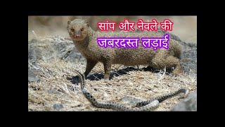 સાપ અને નોળીયા ની લડાઈ || सांप और नेवला की लड़ाई || Dialog Dubbing...