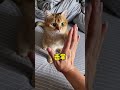 【麻蛋和丑丑】看到最后，猫太听话了也不是什么好事！