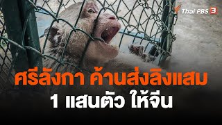 นักพิทักษ์สัตว์ศรีลังกา ค้านส่งลิงแสม 1 แสนตัว ให้จีน | วิเคราะห์สถานการณ์ต่างประเทศ | 20 เม.ย. 66