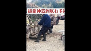 新请的屠夫说抓猪神器省时省力，抓过两头猪后看到效果确实还不错