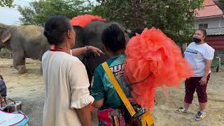 การถ่ายทอดสดของ Elephant Thailand