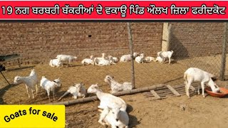 #ਬਰਬਰੀ ਬੱਕਰੀਆਂ ਵਕਾਊ#goatfarming#date 11-2-2024