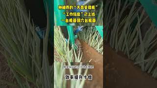 种大葱的福音！一台机器一天干30亩地，培土打药移栽等等都可以，效率是人工的10倍