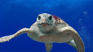 GIANT SEA TURTLES • CORAL REEF FISH •  • BEST RELAX MUSIC • 1080p HD ★❤