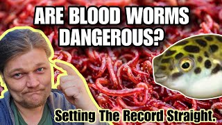 BLOOD WORMS: A Deep Dive | Are Bloodworms Safe To Feed Your Fish? Are They Safe For You?!