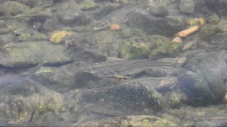 東京生き物図鑑　境川のオイカワ＠大和市　番外編