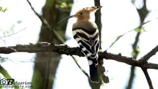 Hoopoe (Upupa epops) in Bulgaria