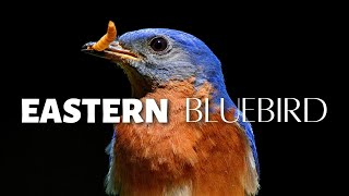 A Bird Once Almost GONE FOREVER! The Eastern Bluebird