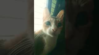 KIitten like momcat 😍😻👌|kitten cute video
