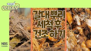 [역전의부자농부 245회] 갈대 뿌리 세척 후 건조하기