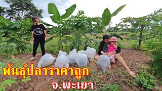 ซื้อพันธุ์ปลาราคาถูกที่จังหวัดพะเยา มีปลาเพี้ย(กาดำ) ปลาบ้า ปลาบึก  ตัวละ 25 สตางค์  ปล่อยสระบ้านสวน