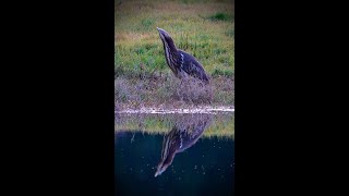 Rare Australasian Bittern at Pauanui Wetland, New Zealand