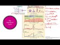 Menstrual Cycle | Reproductive system | Step 1 Simplified