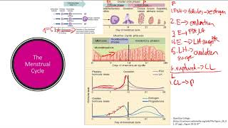 Menstrual Cycle | Reproductive system | Step 1 Simplified