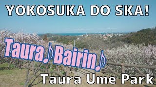 【横須賀】 Taura Ume Park!!（田浦梅林） : YOKOSUKA DO SKA! #003