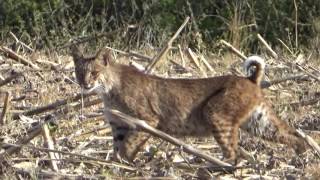 Bobcat on the Prowl