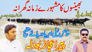 bodla buffalo breeding farm | buffalo farming in Pakistan | pure nili Buffaloes farm on sutluj river