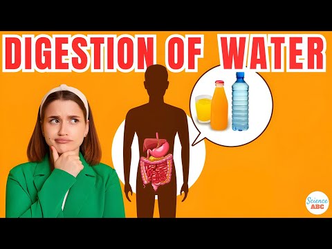 Which of these applications makes up the largest proportion of human water consumption?