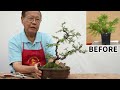 how to make a bonsai tree from nursery stock.