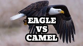 Eagle vs Camel: Aerial Avenger vs Desert Wanderer