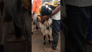 Amingad Bakrid  Sheep Market 2023| Bakrid special